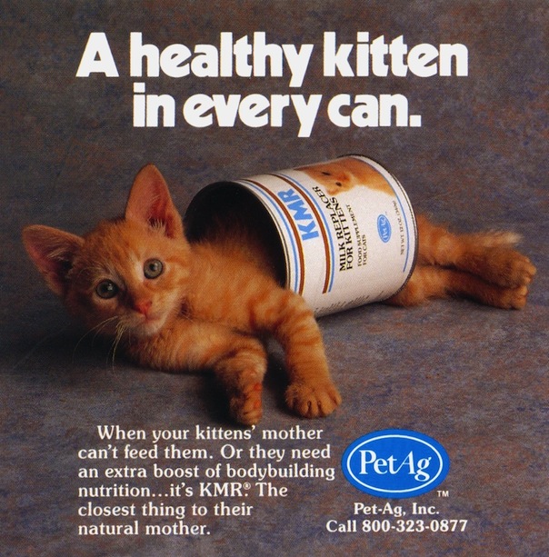 kitten